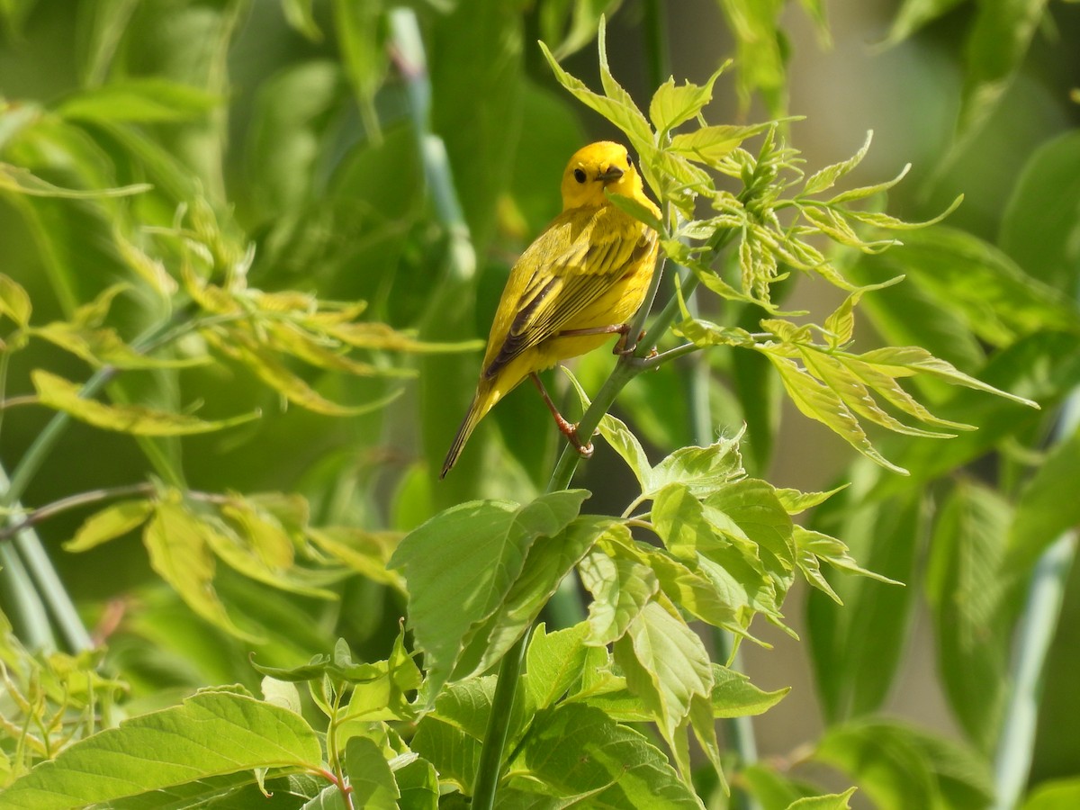 Yellow Warbler - ML620607920