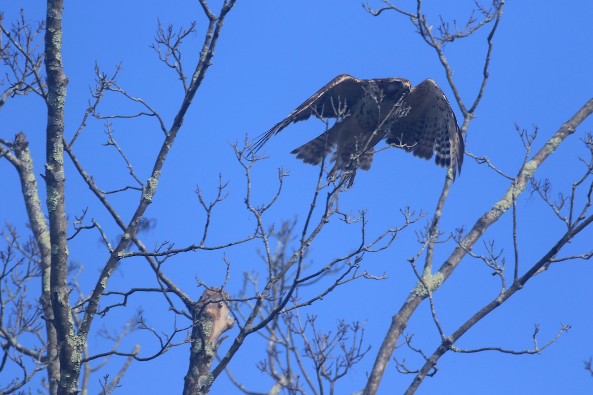 Rotschwanzbussard - ML620607921