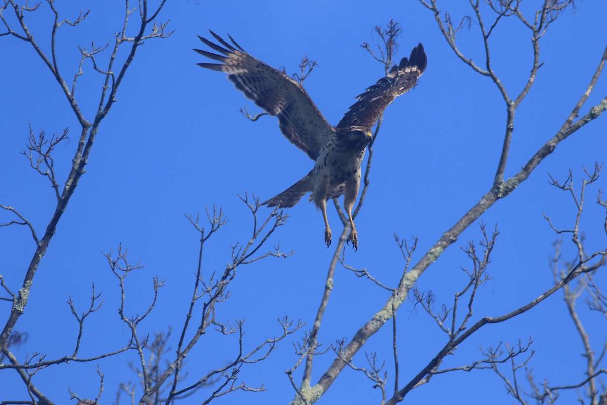 Red-tailed Hawk - ML620607922