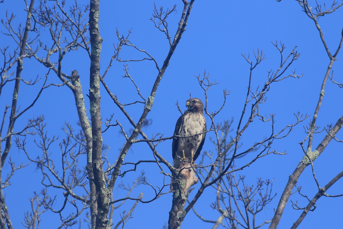 Red-tailed Hawk - ML620607923