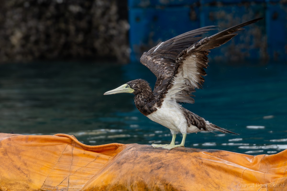 Brown Booby - ML620607928