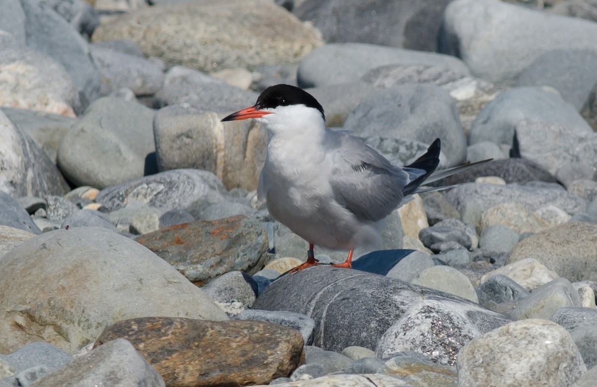 Common Tern - ML620607934