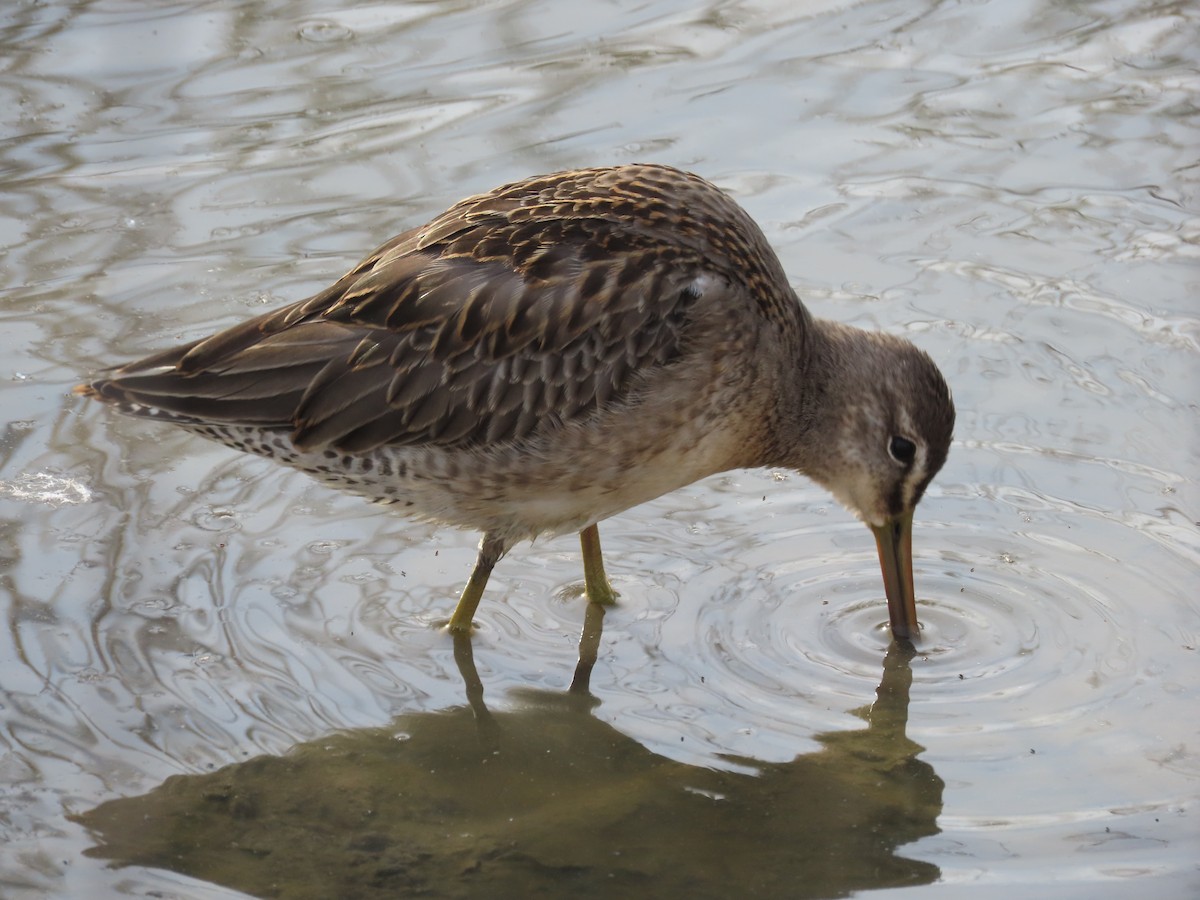 Long-billed Dowitcher - ML620607939