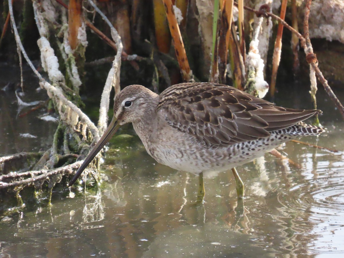 Long-billed Dowitcher - ML620607940