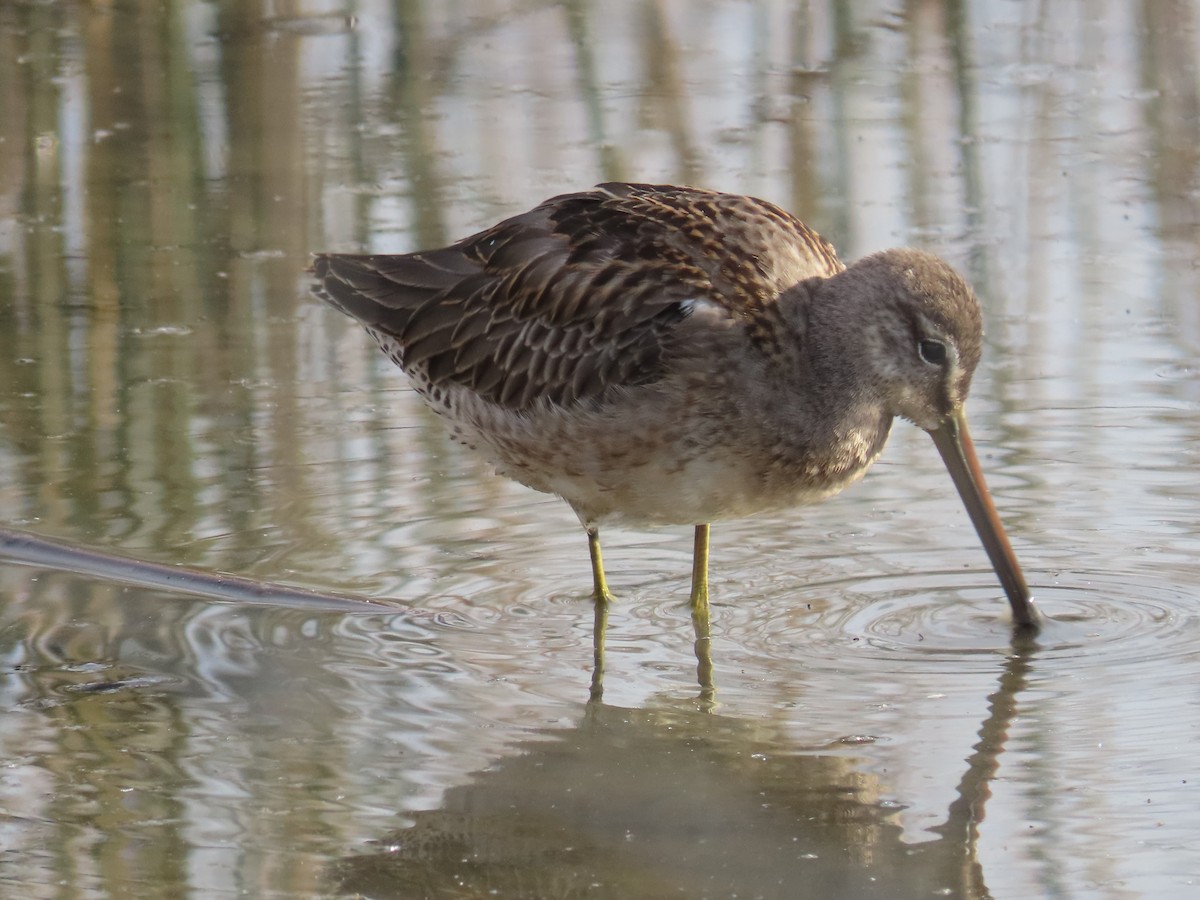 Long-billed Dowitcher - ML620607942