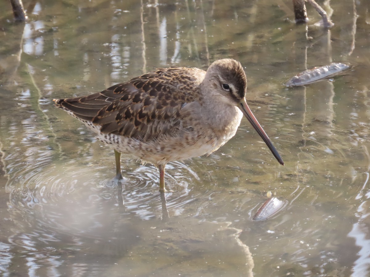 Long-billed Dowitcher - ML620607943