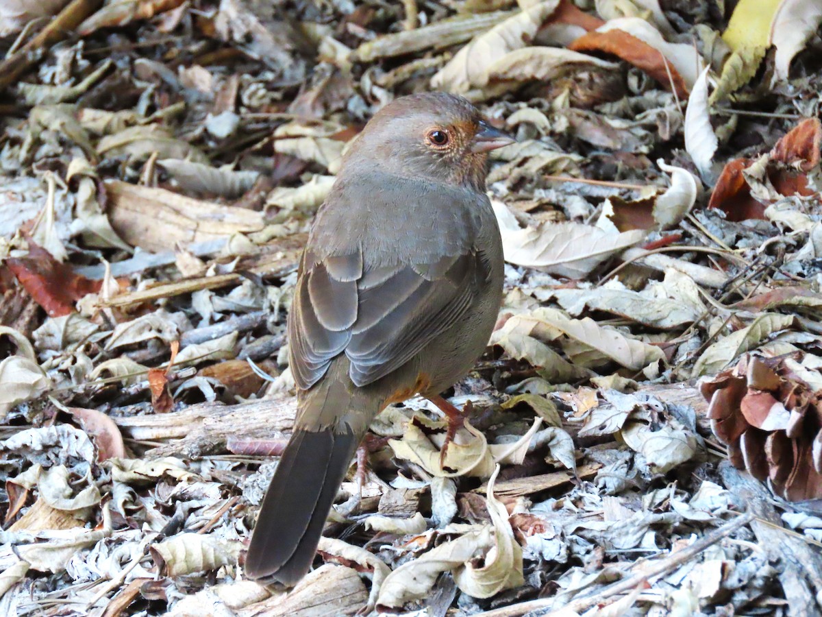 California Towhee - ML620607944