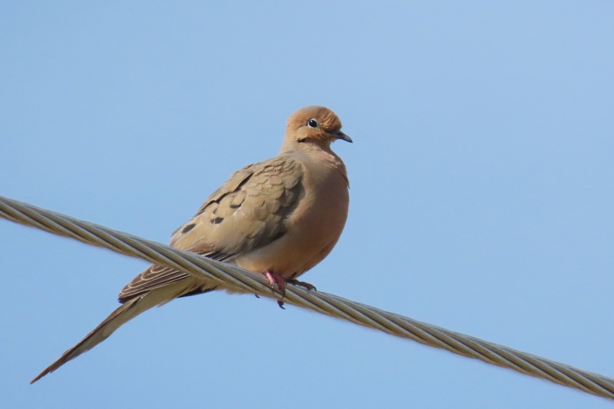 Mourning Dove - ML620607945