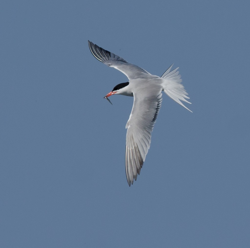 Common Tern - ML620607946