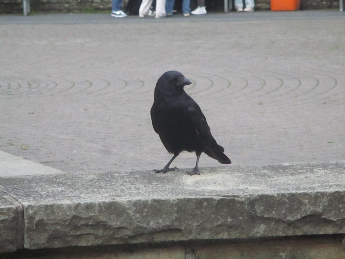 Carrion Crow - ML620607947