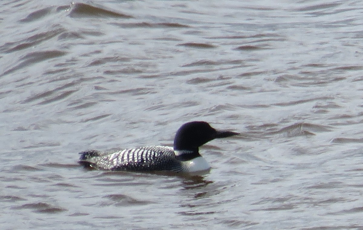 Common Loon - Katherine Holmes