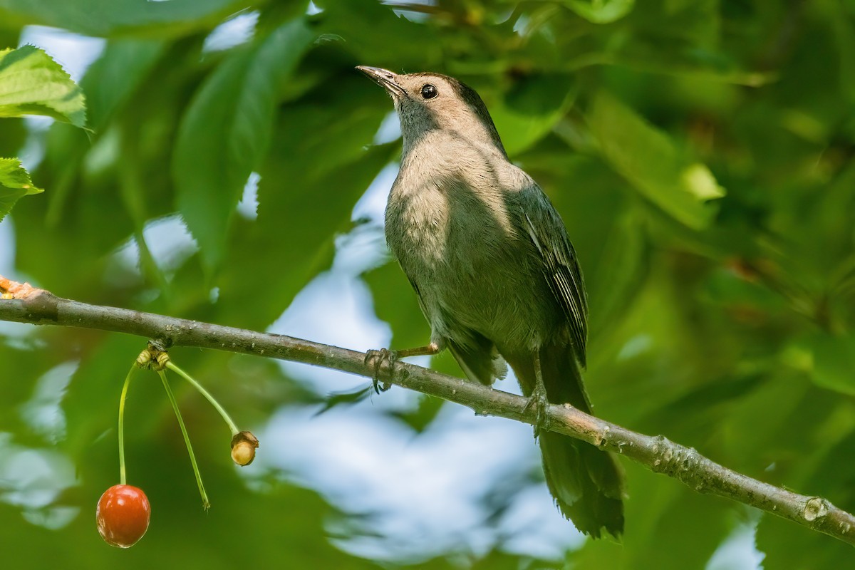 Gray Catbird - ML620607957