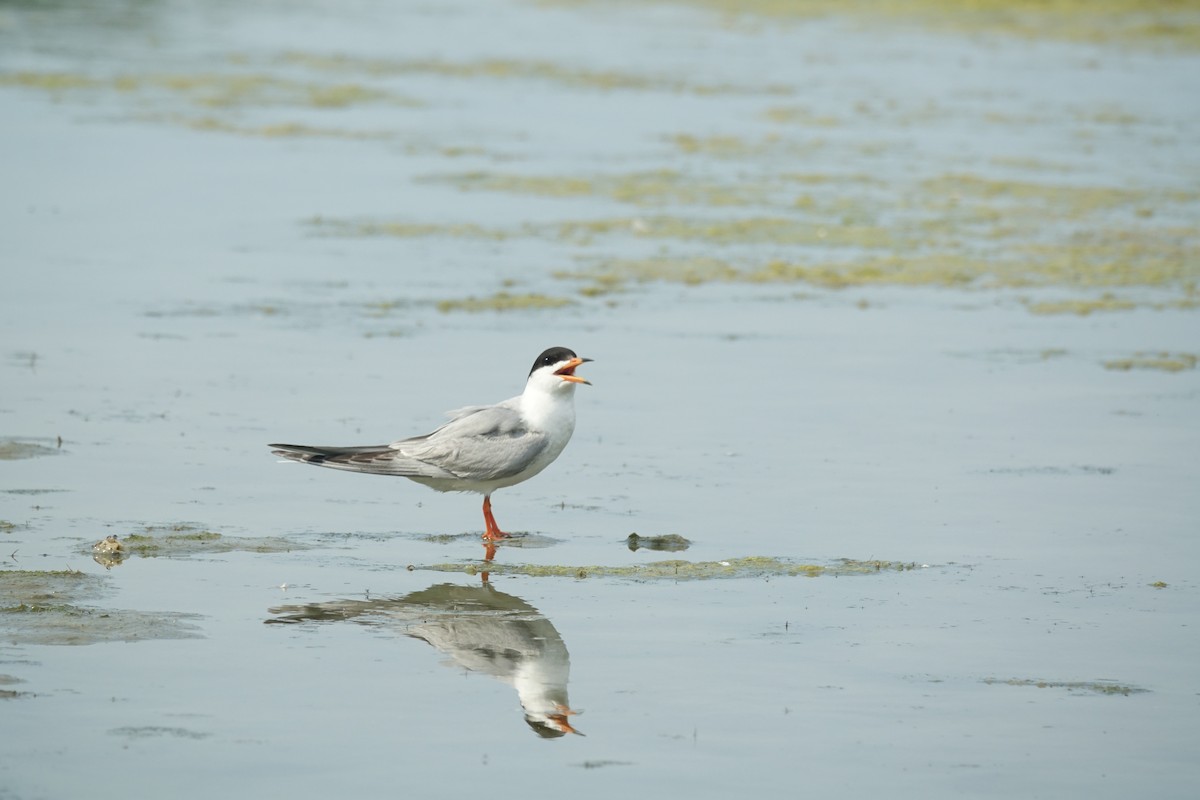 Forster's Tern - ML620607958