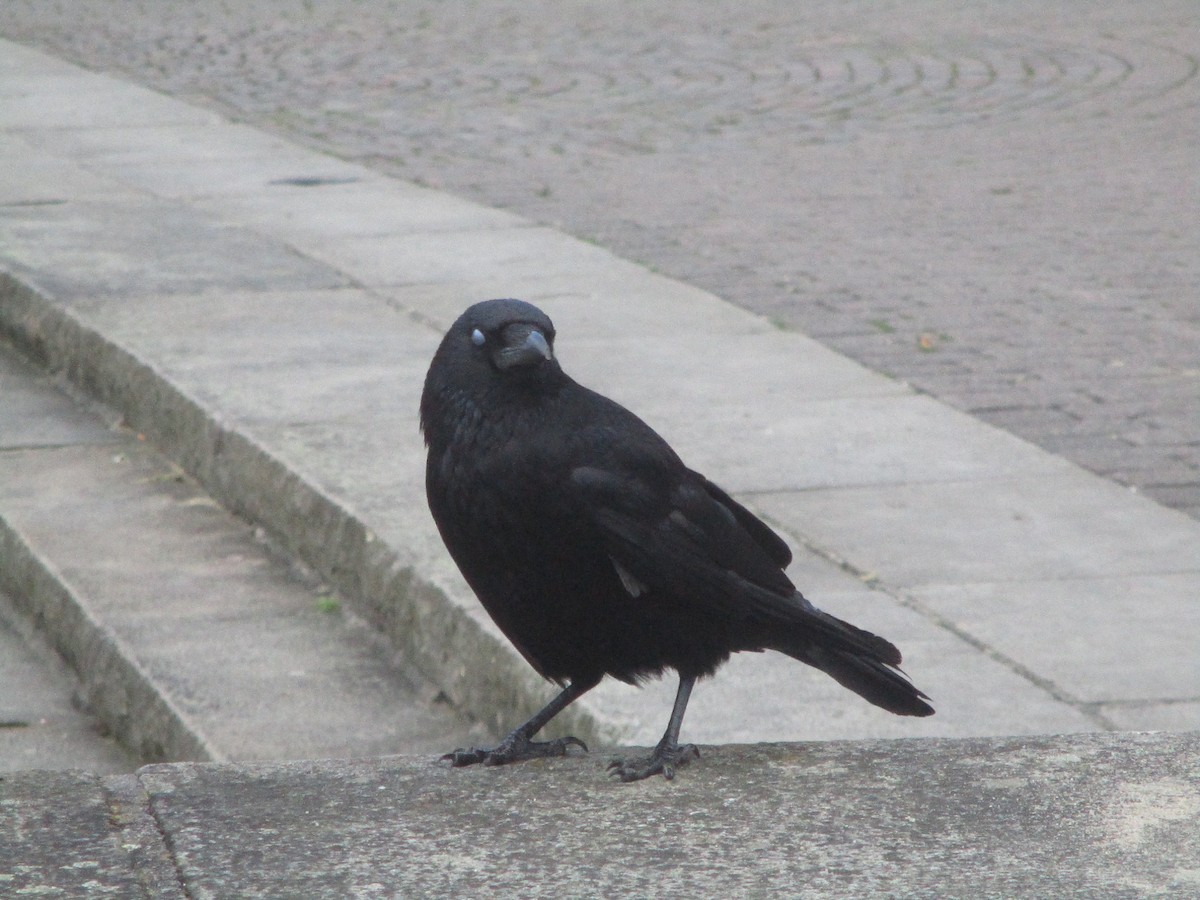 Carrion Crow - ML620607959