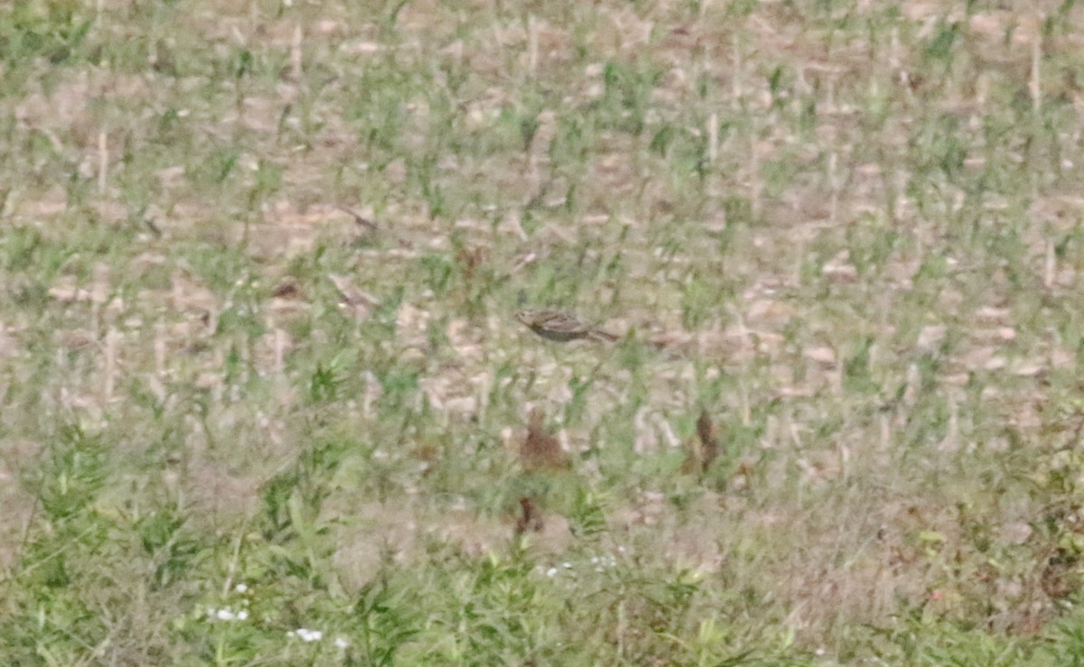 Grasshopper Sparrow - ML620607961