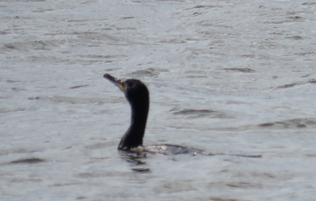 Double-crested Cormorant - ML620607966