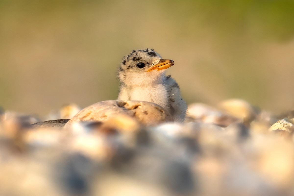 Least Tern - ML620607969