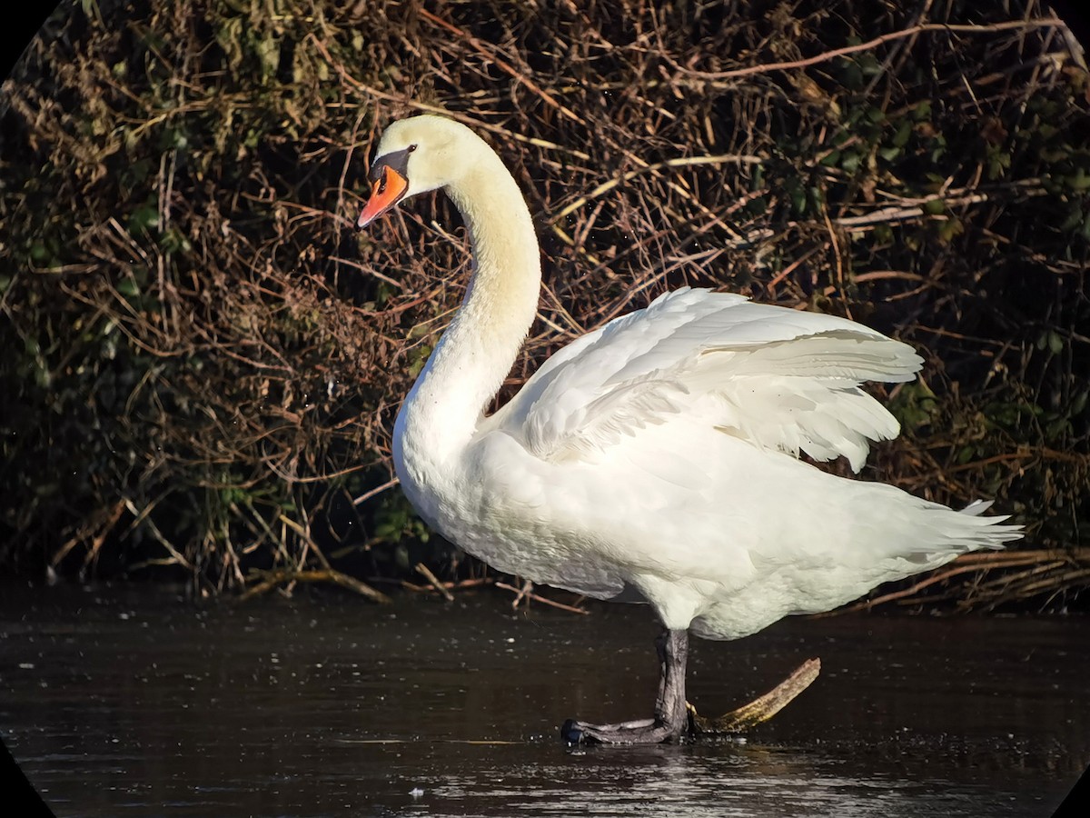 Mute Swan - ML620607970