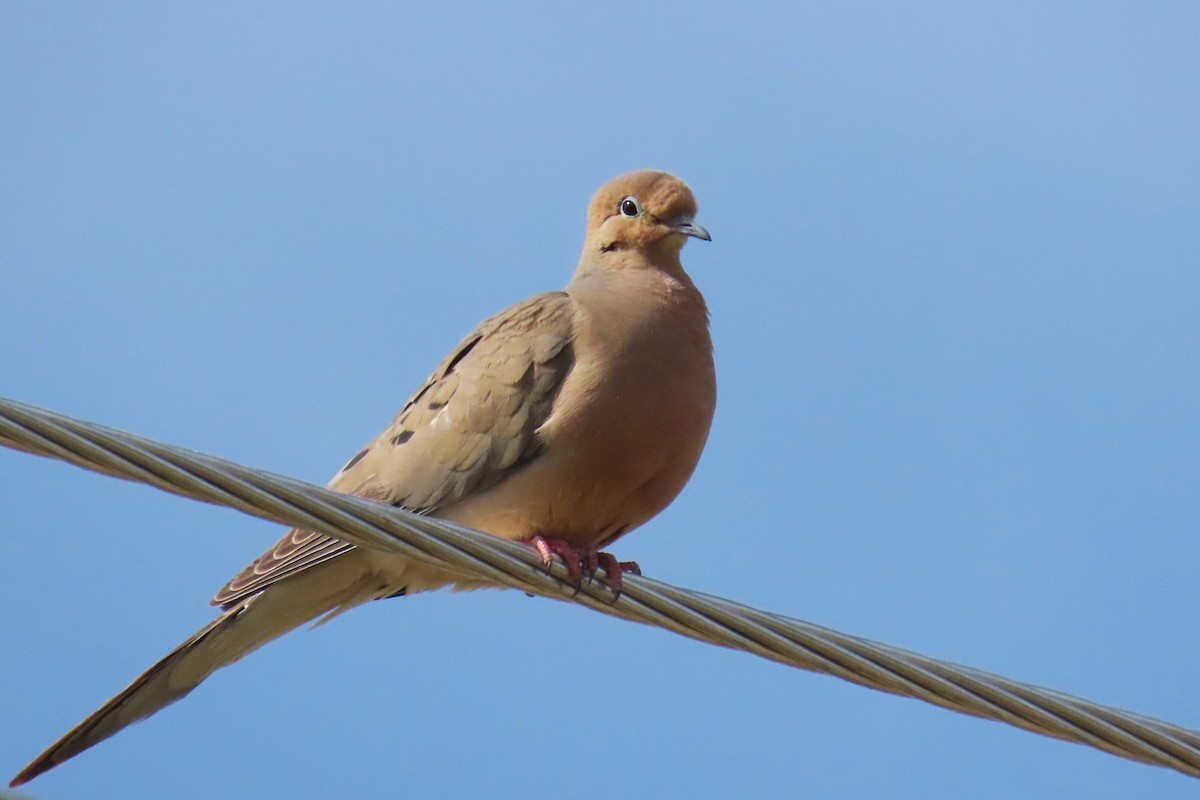 Mourning Dove - ML620607972