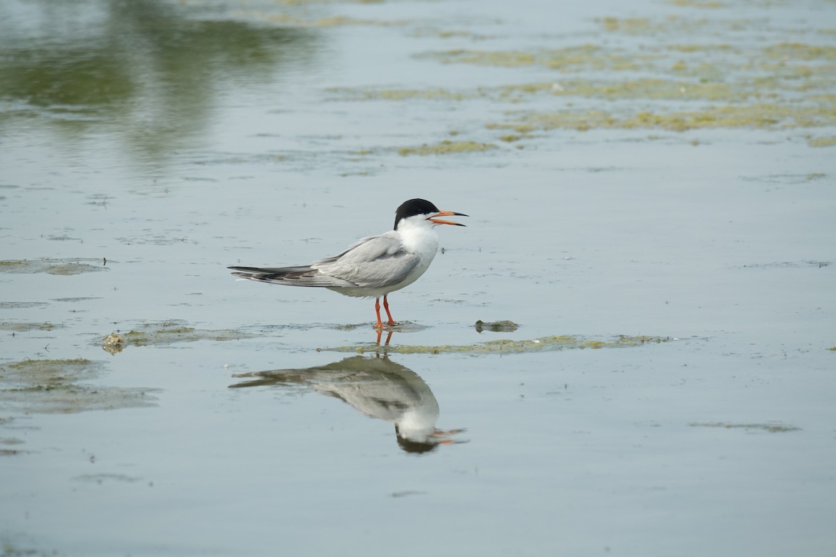 Forster's Tern - ML620607976