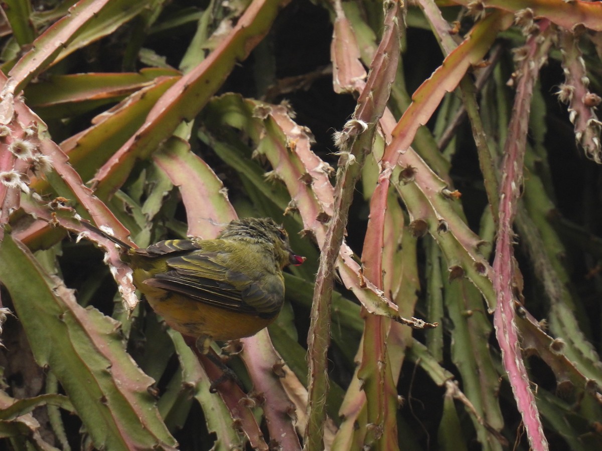 Purple-throated Euphonia - ML620607981