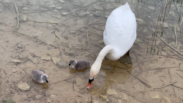 Mute Swan - ML620607984