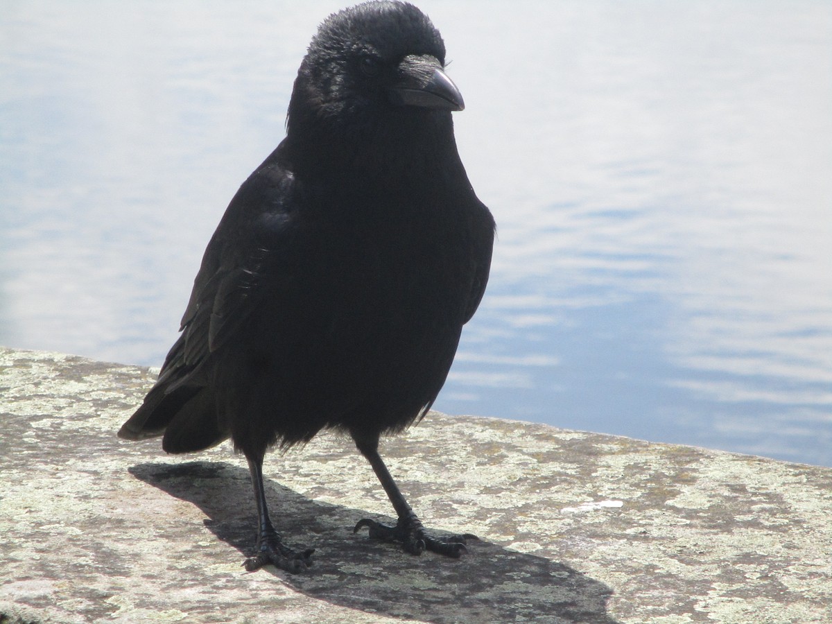 Carrion Crow - ML620607990