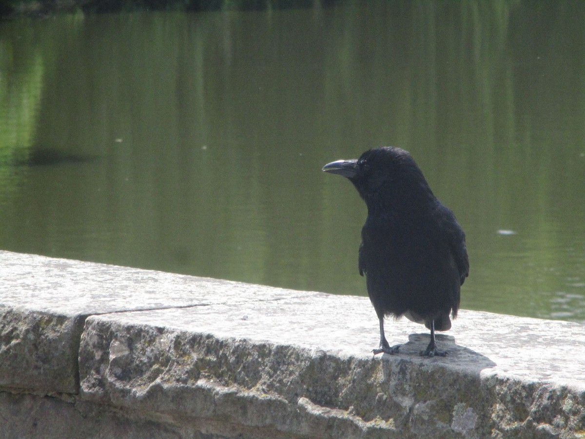 Carrion Crow - ML620607991