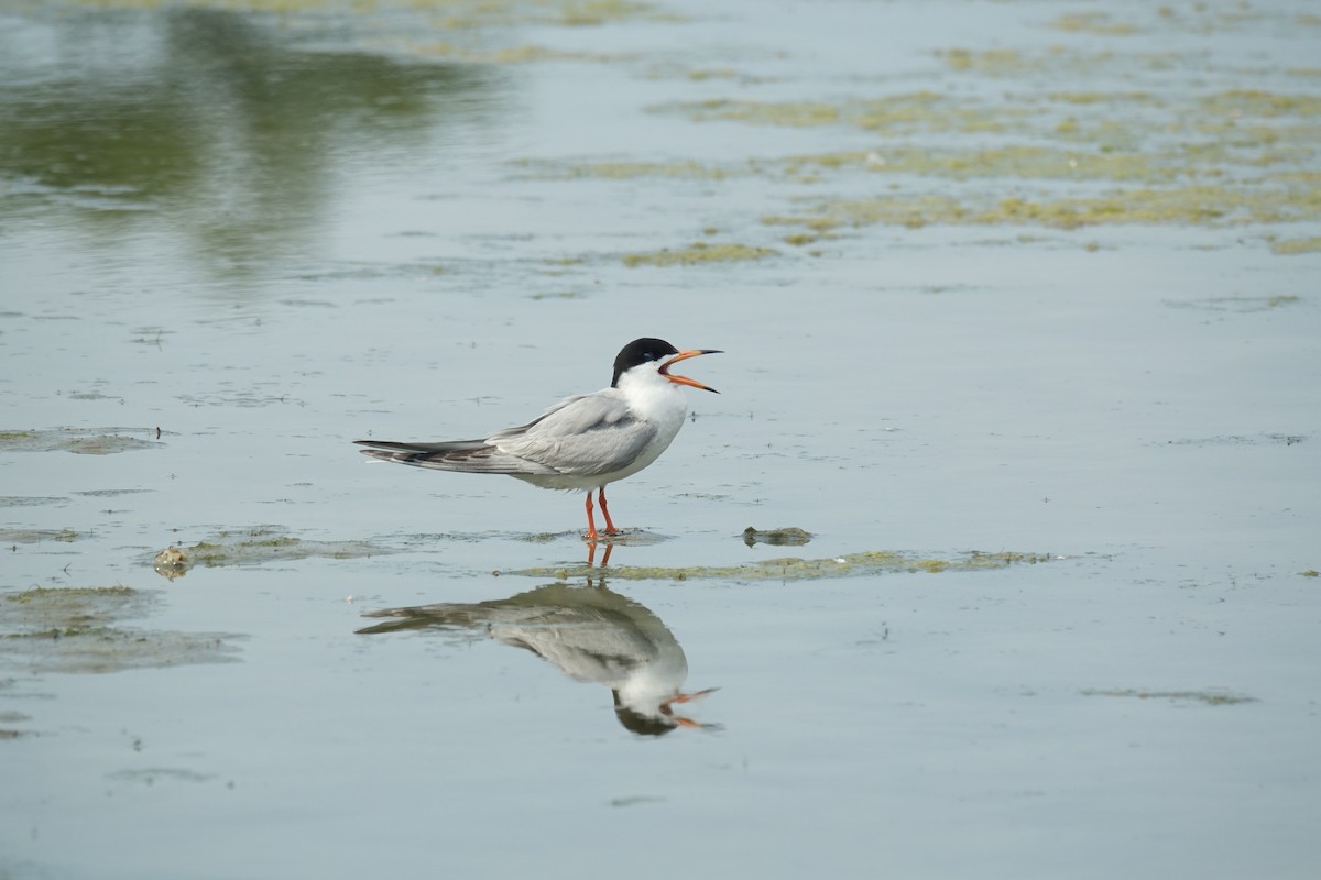 Forster's Tern - ML620607992