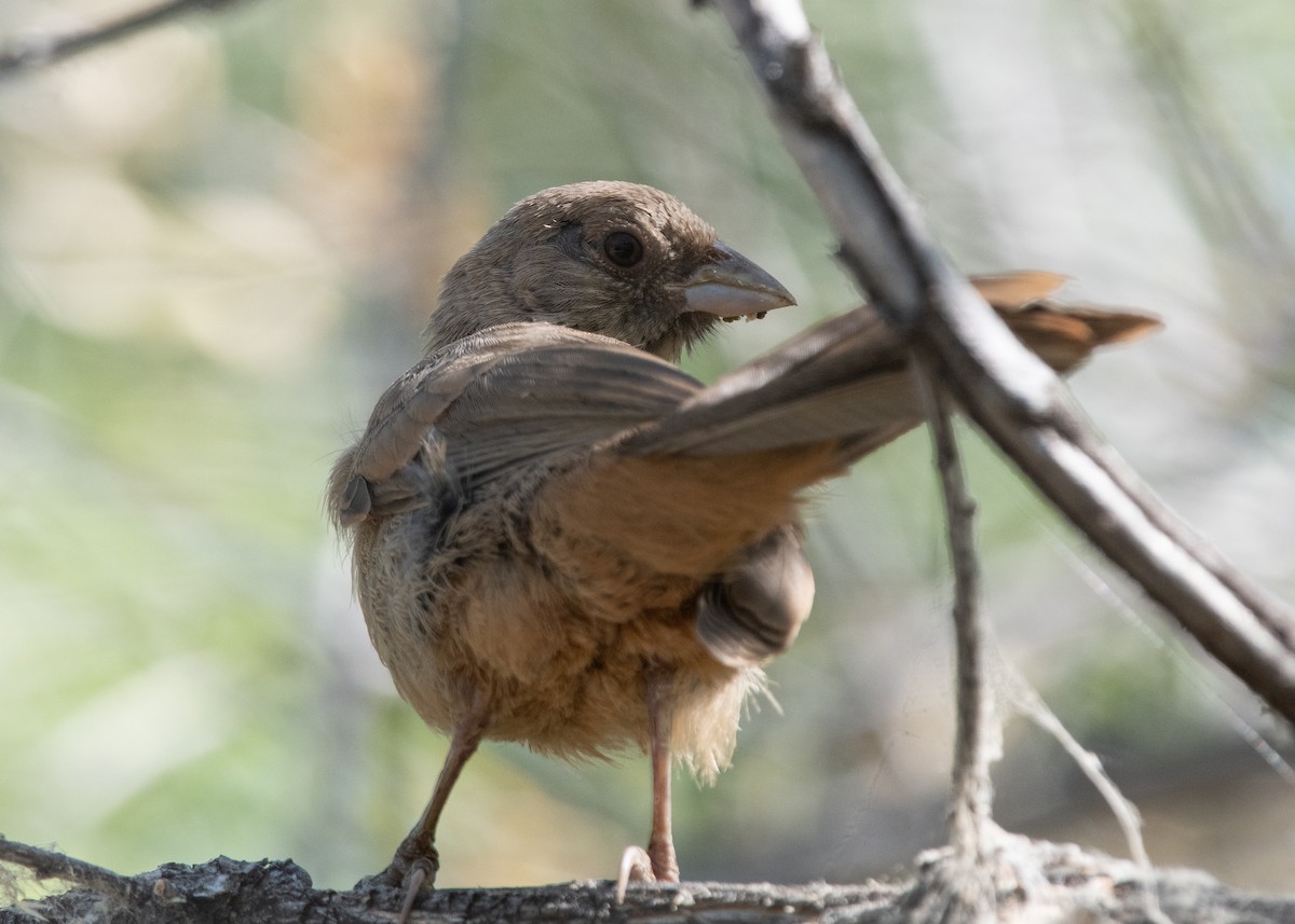 Abert's Towhee - ML620608002