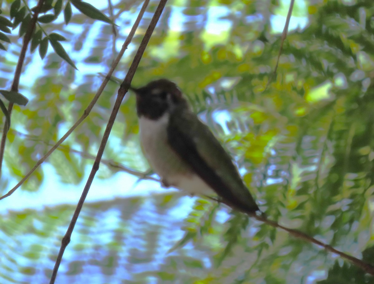 Anna's Hummingbird - ML620608005