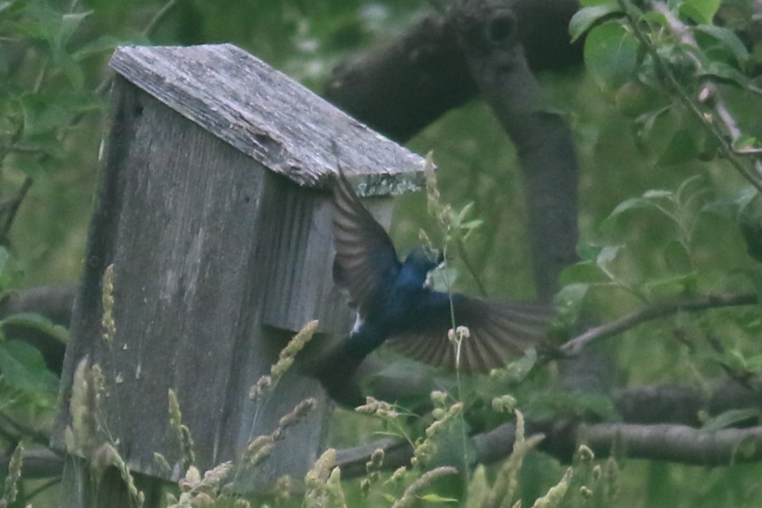 Tree Swallow - ML620608012