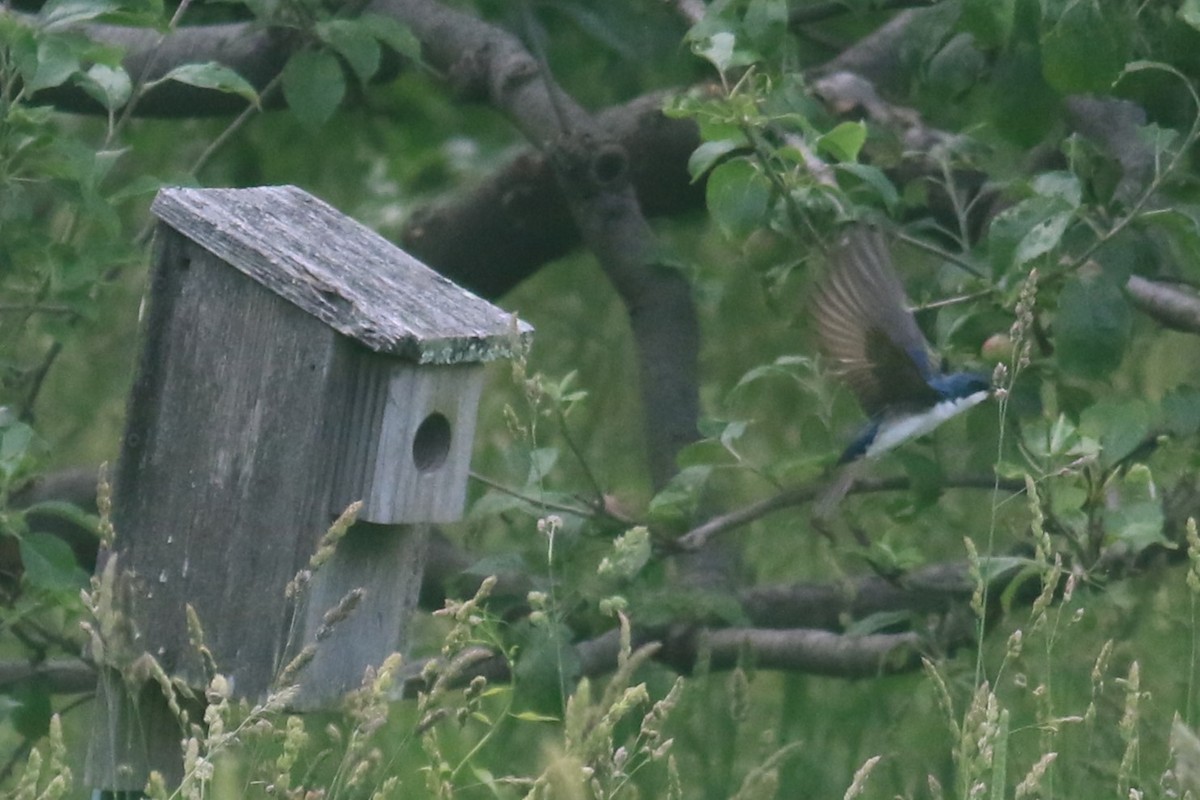 Tree Swallow - ML620608013