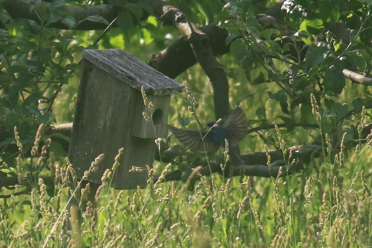 Tree Swallow - ML620608014