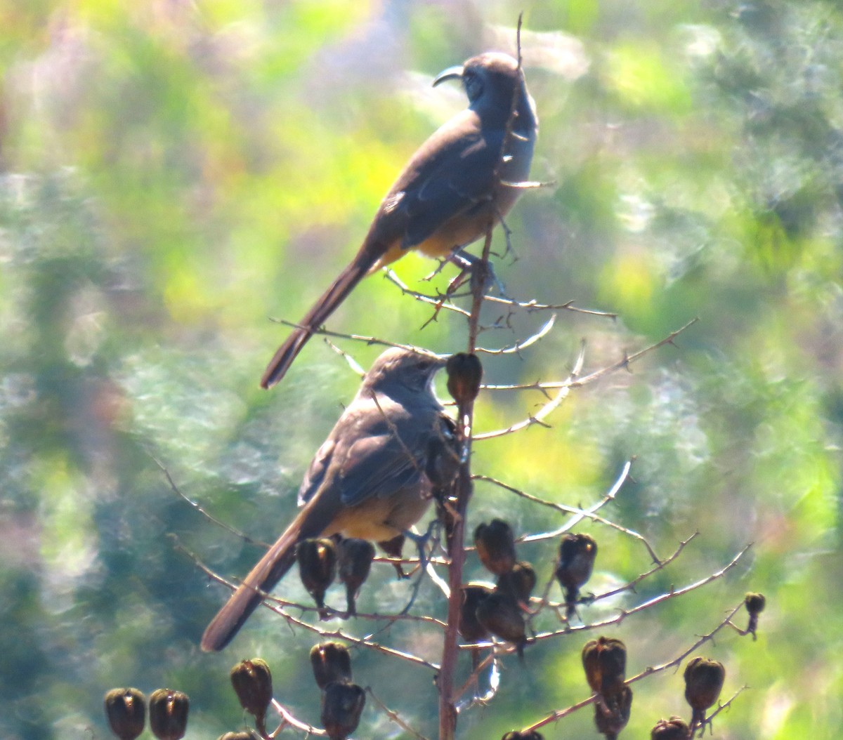 California Scrub-Jay - ML620608018