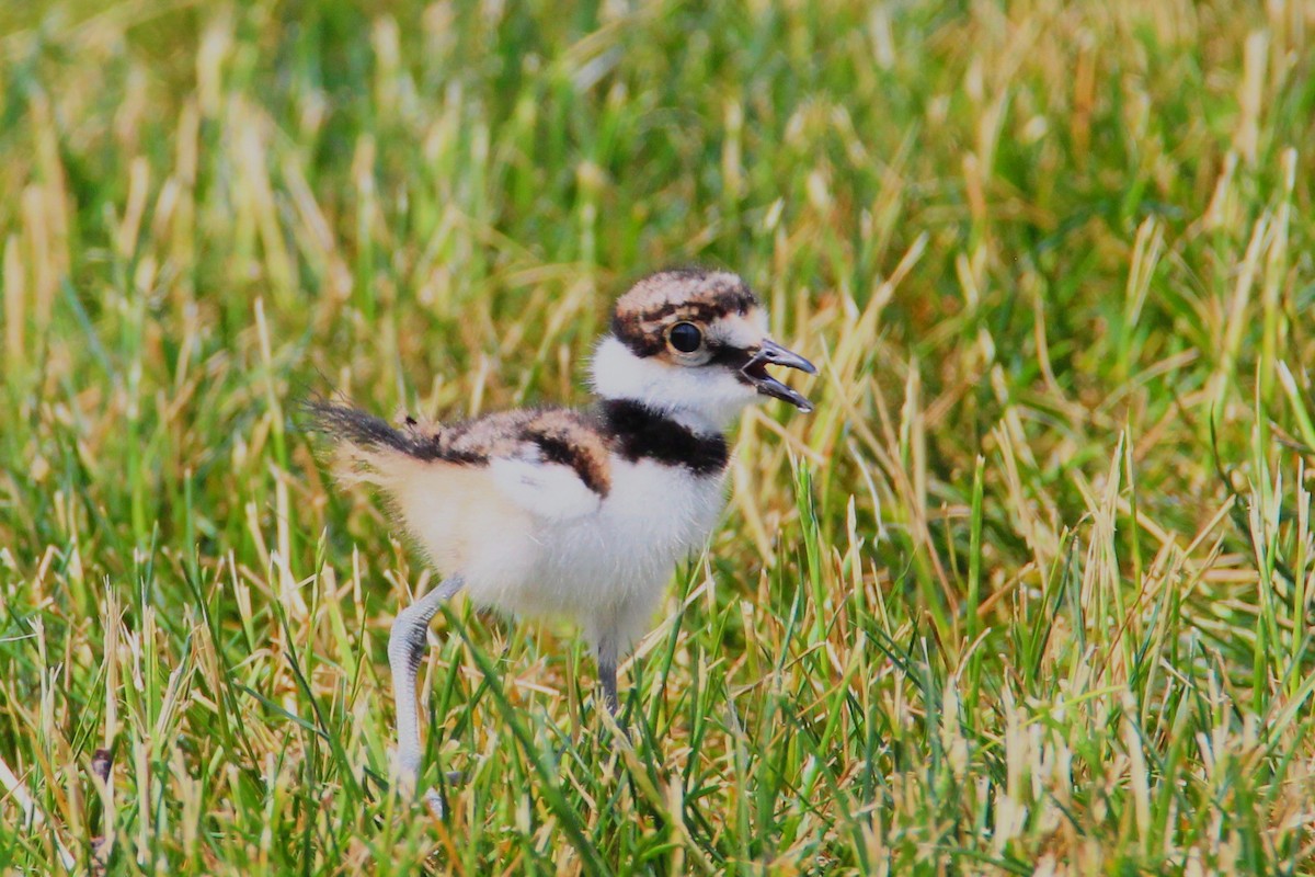 Killdeer - ML620608022