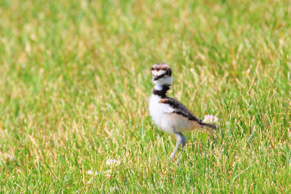 Killdeer - ML620608023