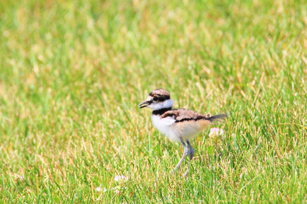 Killdeer - ML620608024