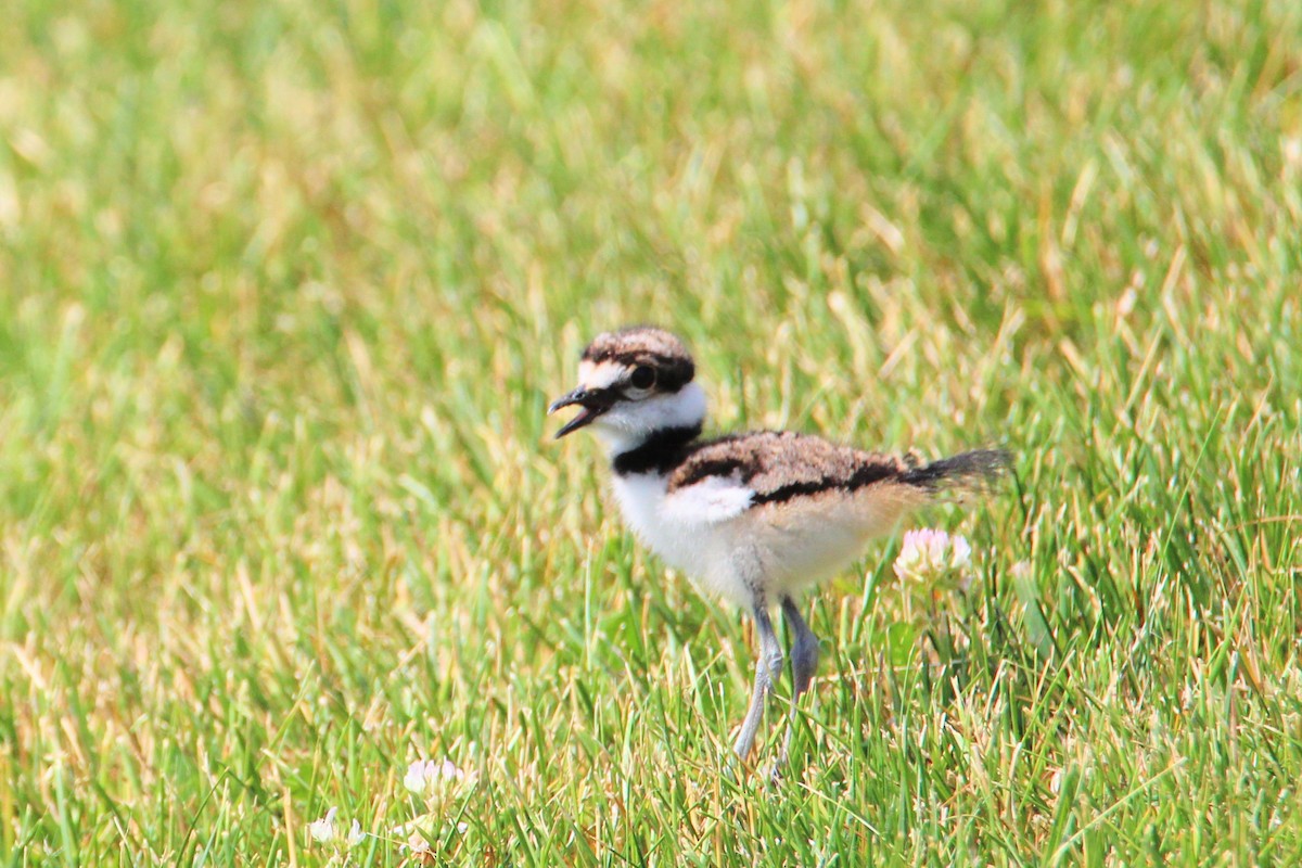 Killdeer - ML620608025