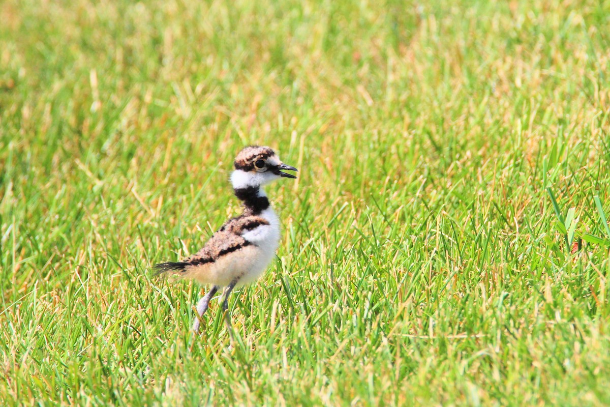 Killdeer - ML620608026