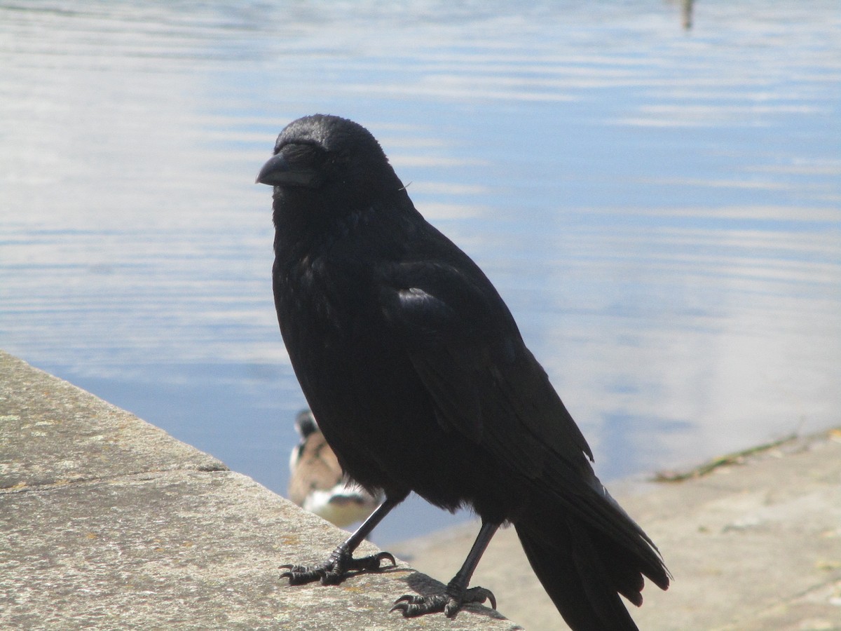 Carrion Crow - Anonymous