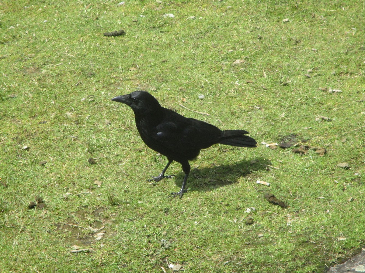 Carrion Crow - ML620608029