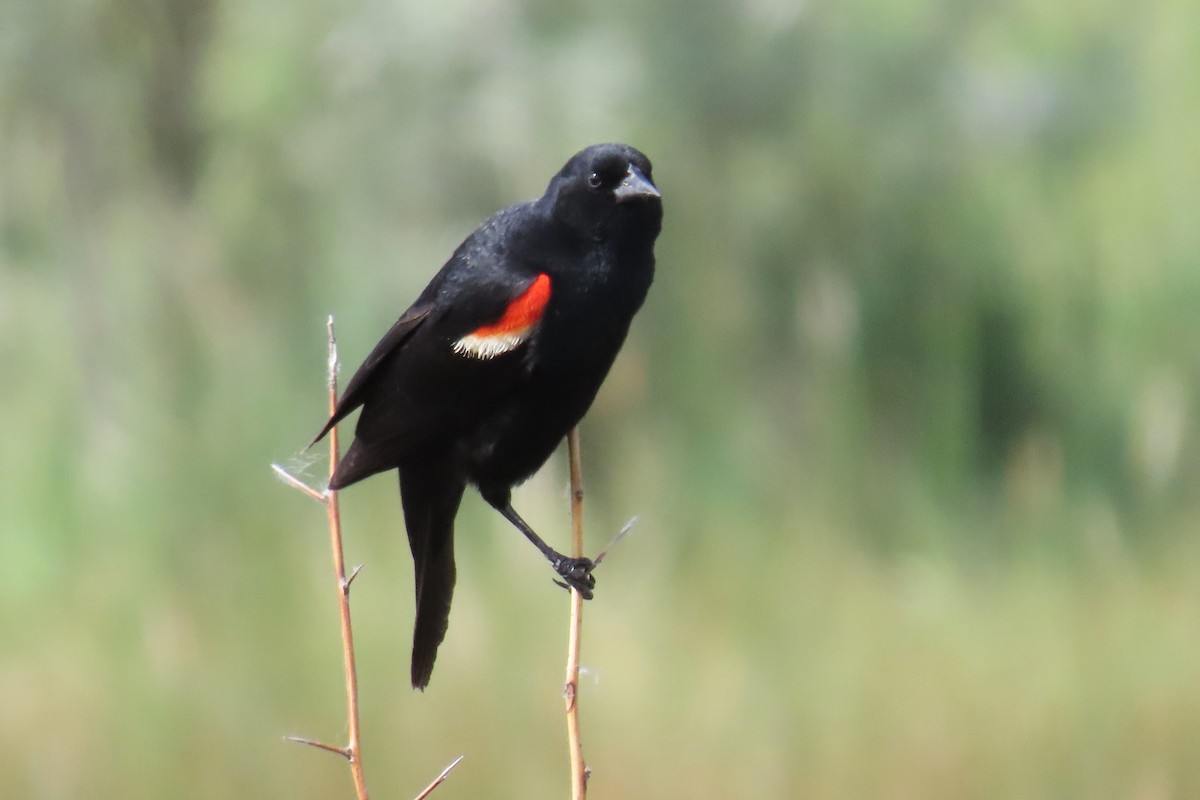 Red-winged Blackbird - ML620608030