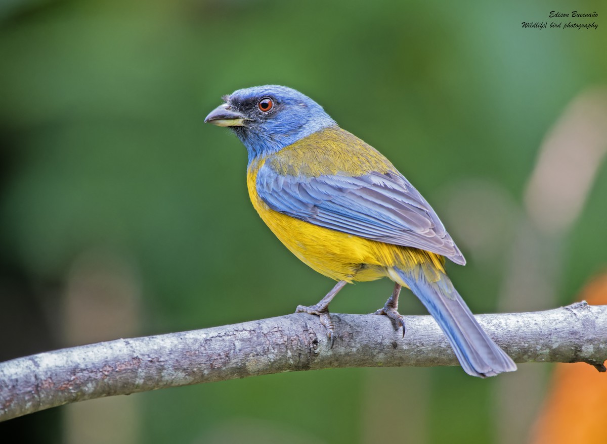 Blue-and-yellow Tanager - ML620608031