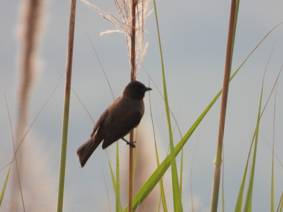 Common Bulbul - ML620608032