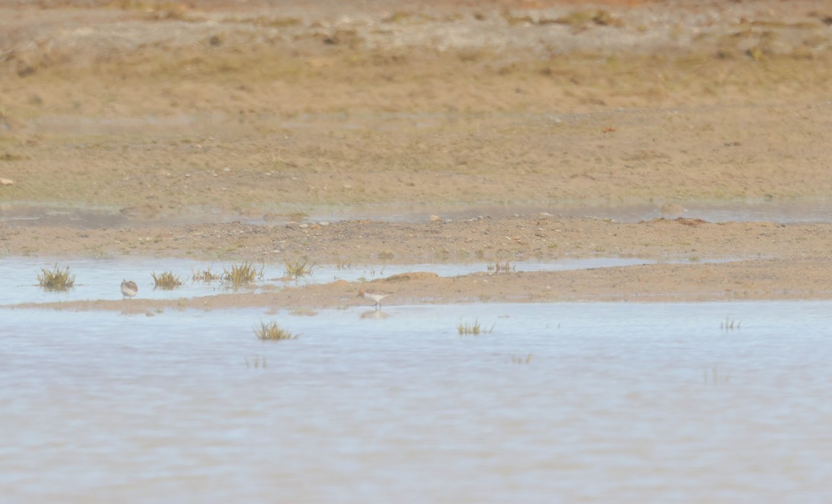 Red-necked Stint - ML620608033