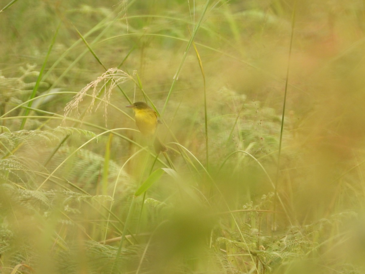 African Yellow-Warbler - ML620608036
