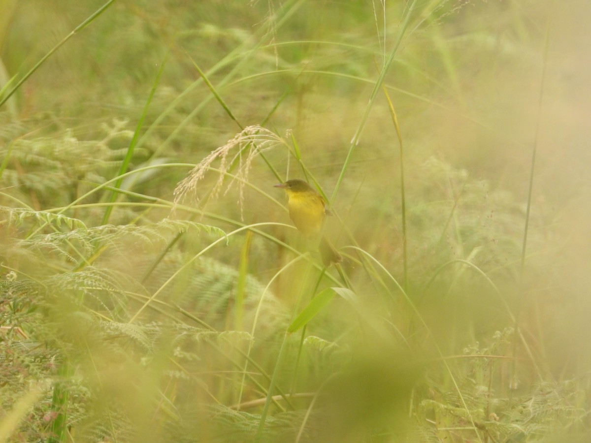 African Yellow-Warbler - ML620608037