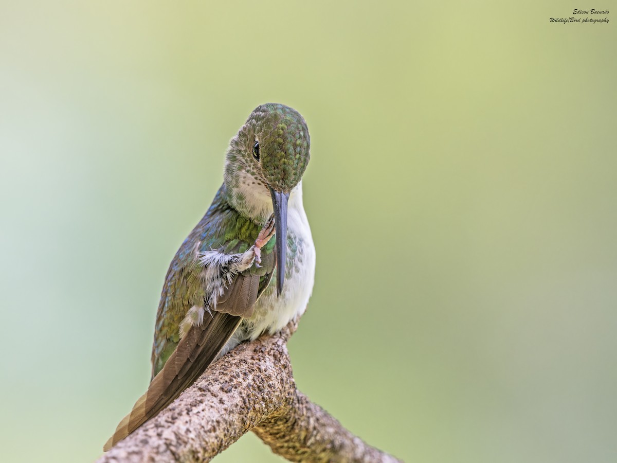 White-bellied Hummingbird - ML620608043