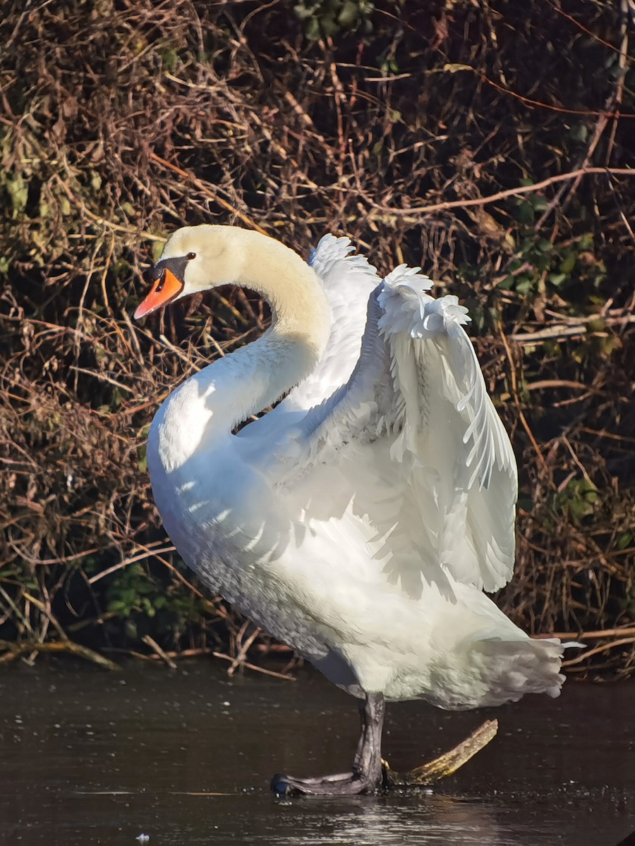 Mute Swan - ML620608045